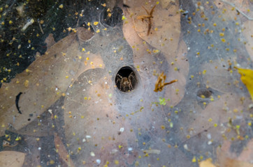 Spider and web