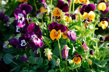 Pensee blossoming in sunlight