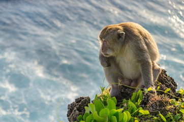 monkey on a cliff