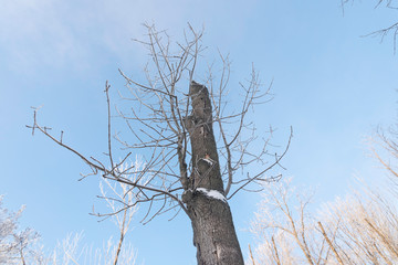 tree