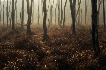 Dreamy forest landscape