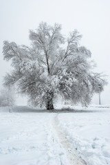 Fototapeta premium Big Oak Tree Covered With Snow and Hoar Frost