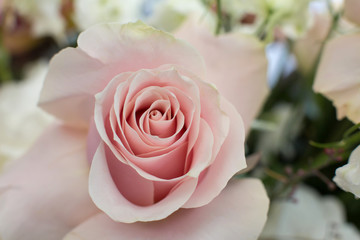 Macro delicate fresh pink rose flower. Wedding fresh flowers decoration