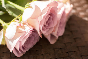 Macro delicate fresh pink rose flower. Wedding fresh flowers decoration