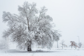 Big Oak Tree Covered With Snow and Hoar Frost
