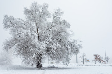 Fototapeta premium Big Oak Tree Covered With Snow and Hoar Frost