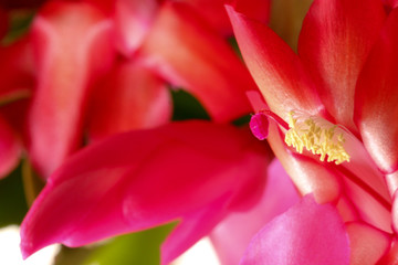Fototapeta na wymiar 冬の花、カクタス、満開、マクロで