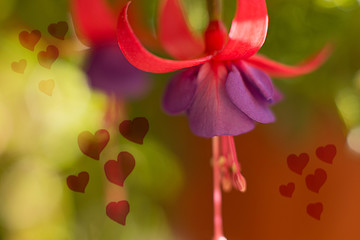 pink fuchsia flower on a bright sunny background with hearts