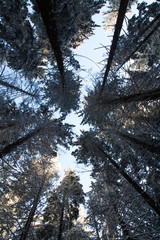spruce treetops covered with snow in winter forest