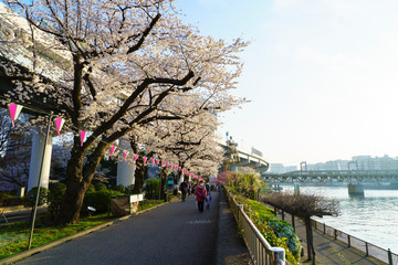 隅田川と桜