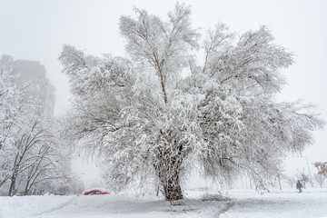 Fototapeta premium Big Oak Tree Covered With Snow and Hoar Frost