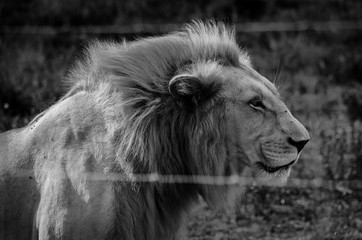 Naklejka premium old male lion