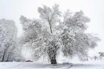 Fototapeta premium Big Oak Tree Covered With Snow and Hoar Frost