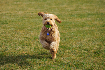 Beautiful Goldendoodle dog plays at the park with a tennis ball
