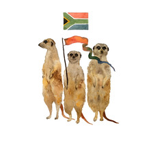 Standing meerkats surikat . Watercolor hand drawn illustration