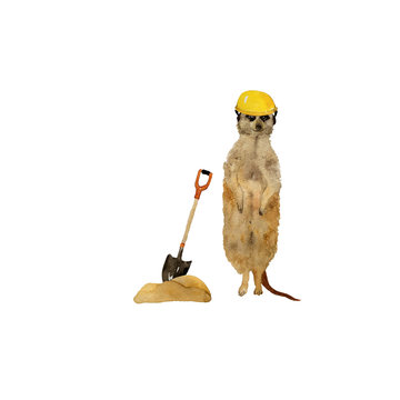 Standing meerkats surikat . Watercolor hand drawn illustration