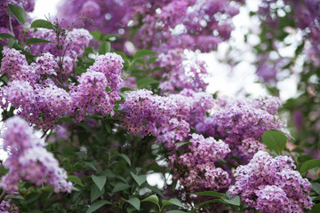 Texture of lilac flower