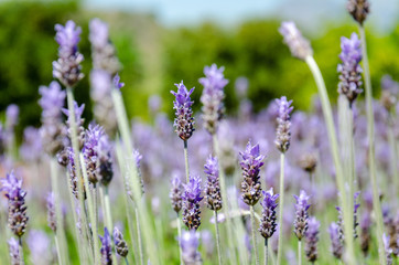 lavender close-up