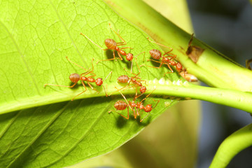 Group red ant on leaf