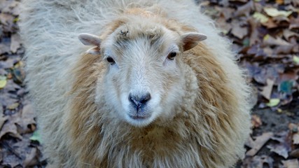 Schaaf Portrait, Blick in die Kamera, Schaafskopf