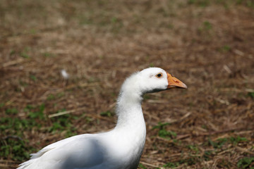 Naklejka na ściany i meble Close up head white goose