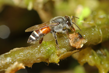 Close up bee on tree