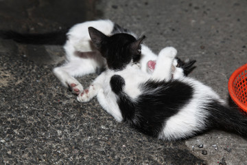 Two kitten play on floor