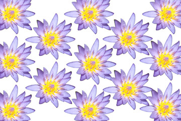 purple lotus flower background
