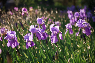 A field of blooming irises