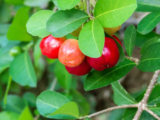 outdoor orchard with fresh organic acerola cherry, tree in the middle of leaves