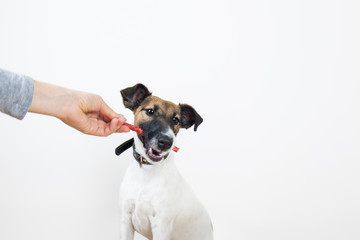 Fox terrier puppy takes a treat from human, isolated background. Little purebred dog  given a piece of food by a female hand
