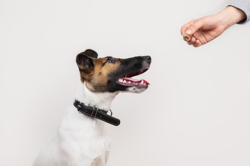 Clever fox terrier puppy taking a treet from human, isolated background. Cute little dog looks at human hand giving him a cookie.