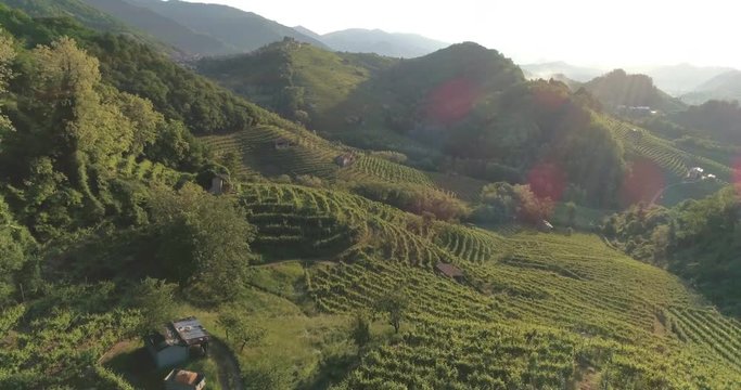 Fly in the hills of the vineyards