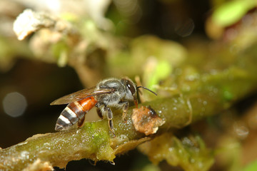 Close up bee eat food on tree