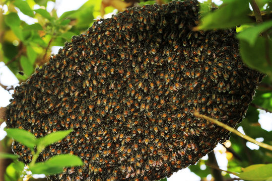 Close up group bee in honeycomb on tree