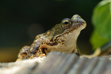 Grasfrosch in einem Gartenteich