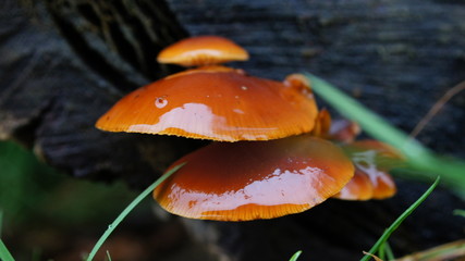 mushroom on the tree,mushroom, forest, nature, fungus, autumn, mushrooms, food, moss, red, fungi, brown, grass, orange, boletus, cap, toadstool, green, 