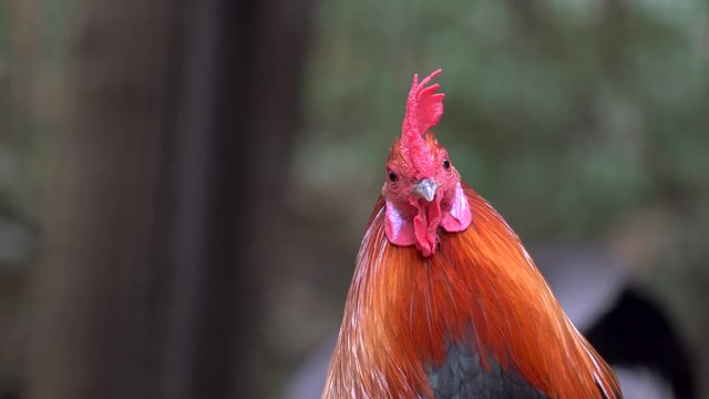 Close up of rooster