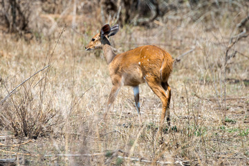 Guib harnaché, Tragelaphus scriptus