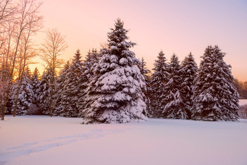 Large spruce coniferous trees in a clearing in the snow. Beautiful winter view.

