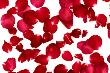 Rose petals arranged in a pattern on a white background.