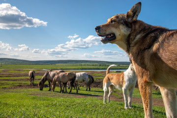 village weekdays. a herd of horses grazing under a cloudy sky under the supervision of a shepherd dogs