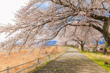 Obraz premium Beautiful cherry blossom , sakura and a country road in spring day with blue sky background