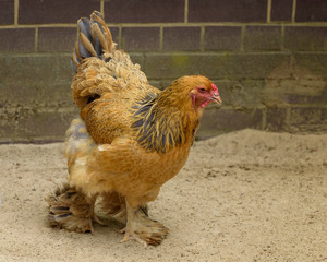 Buff Brahma chicken with the excessive multi-colored plumage that covers leg and foot. Gallus...