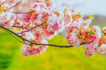 Beautiful cherry blossom trees or sakura blooming   spring day.