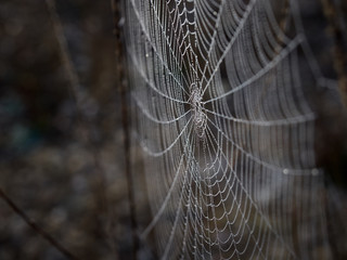 Telaraña with good morning dew, in the surroundings of the Bellus reservoir, Valencia