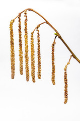 Junger Trieb eines Haselnussstrauches. Diese Pflanze ist ein Frühblüher.