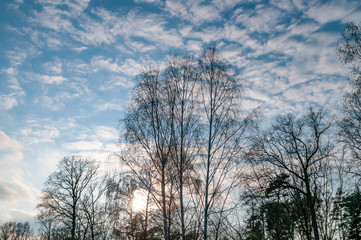 Streifen aus Mischwald unter blauem Himmel im Gegenlicht am Rande eines Feldes.