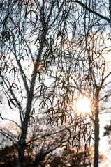 Ein Baum im Frühjahr im Gegenlicht der Abendsonne