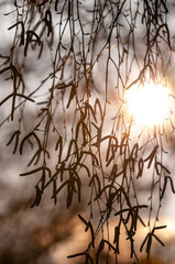 Ein Baum im Frühjahr im Gegenlicht der Abendsonne